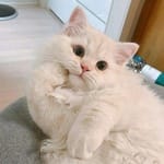 Mateo Calleja avatar