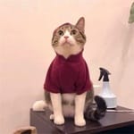 Cristian Velázquez avatar